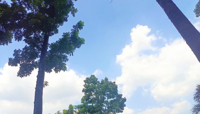 Bojonegoro Hari Ini Cerah, Suhu Siang Bikin Gerah