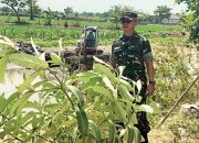 Enceng Gondok Menghambat Aliran, Babinsa Deket Lamongan Turun ke Sungai