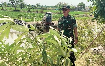 Enceng Gondok Menghambat Aliran, Babinsa Deket Lamongan Turun ke Sungai