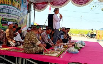 Wiwit Panen Kebalanpelang Lamongan, Babinsa Bantu Petani