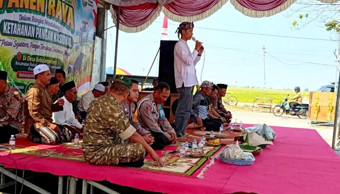Wiwit Panen Kebalanpelang Lamongan, Babinsa Bantu Petani