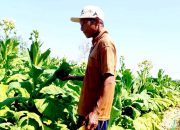 Tembakau Bojonegoro Kembali Jadi Andalan, Ini Data Terbarunya