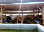 78 Peternak di Kasiman Bojonegoro Kompak Kembangkan Usaha Sapi