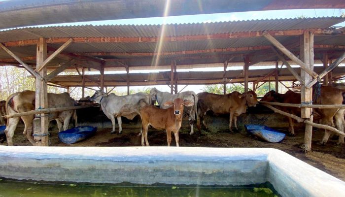 78 Peternak di Kasiman Bojonegoro Kompak Kembangkan Usaha Sapi