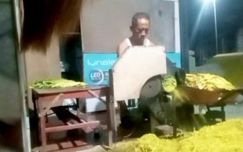 Tembakau Bojonegoro Turun, Petani: Tahun Ini Wes Menang Sorone