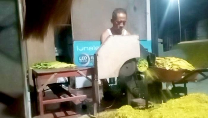 Tembakau Bojonegoro Turun, Petani: Tahun Ini Wes Menang Sorone