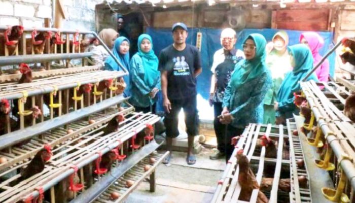 Warga Bojonegoro Ini Sulap Sisa Lahan Jadi Kandang Ayam Petelur