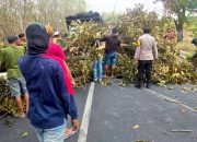 Pohon Tumbang di Lamongan, Respon Cepat Polisi Tuai Apresiasi