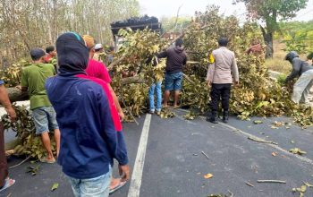 Pohon Tumbang di Lamongan, Respon Cepat Polisi Tuai Apresiasi