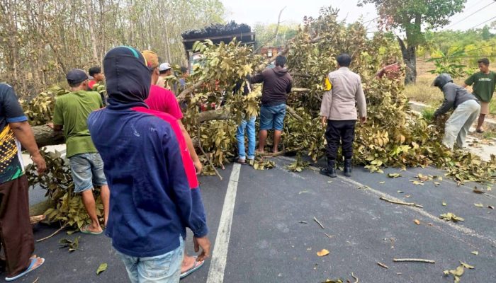 Pohon Tumbang di Lamongan, Respon Cepat Polisi Tuai Apresiasi