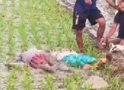 Hendak Tanam Padi, Ibu dan Anak Sidomukti Bojonegoro Malah Tewas Kesetrum di Sawah