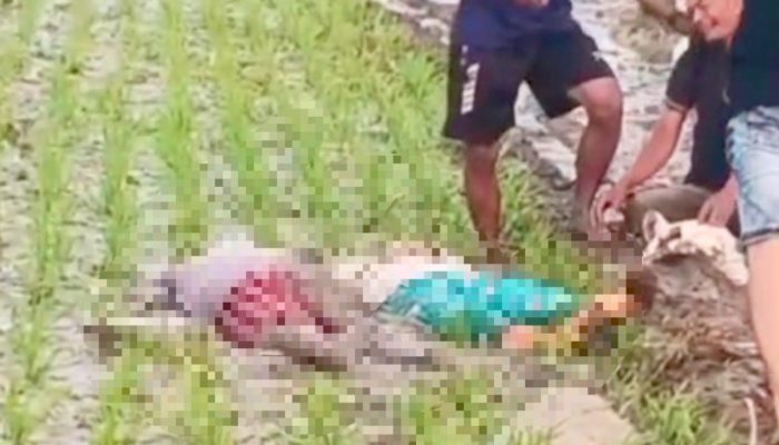 Hendak Tanam Padi, Ibu dan Anak Sidomukti Bojonegoro Malah Tewas Kesetrum di Sawah