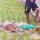 Hendak Tanam Padi, Ibu dan Anak Sidomukti Bojonegoro Malah Tewas Kesetrum di Sawah