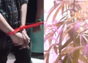 ASN di Bandung Tanam Puluhan Pohon Ganja di Belakang Rumah