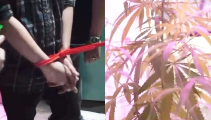 ASN di Bandung Tanam Puluhan Pohon Ganja di Belakang Rumah