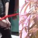 ASN di Bandung Tanam Puluhan Pohon Ganja di Belakang Rumah