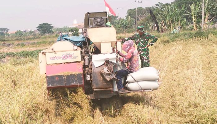 Babinsa Karangbinangun Lamongan Dampingi Petani, Panen Padi Pakai Mesin Modern