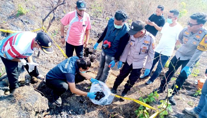 Lahan Bekas Terbakar, Kerangka Manusia Ditemukan di Hutan Lamongan