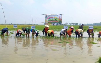 TNI Ikut Turun ke Sawah Siser Laren Lamongan, Begini Gerakan Tanam Pangan 2026
