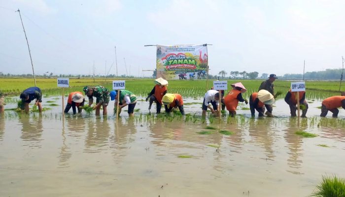 TNI Ikut Turun ke Sawah Siser Laren Lamongan, Begini Gerakan Tanam Pangan 2026