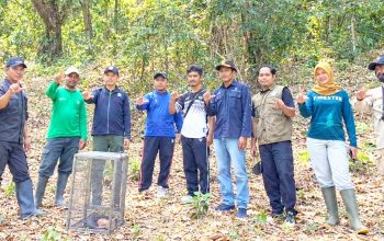 Nyaris Tewas di Jalan, Trenggiling di Bojonegoro Akhirnya Kembali Liar Tuban