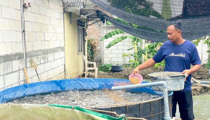 Bukan Bantuan Biasa, Program Lele Kolega Bantu Ekonomi Keluarga di Bojonegoro