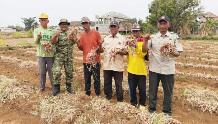 Dari Desa Tenggulun Lamongan, Sinergi TNI dan Petani Dukung Swasembada Pangan